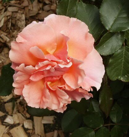 photo MiamiMoon060305.jpg